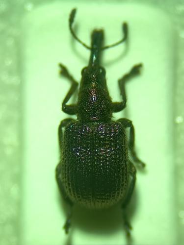 Involvulus cupreus