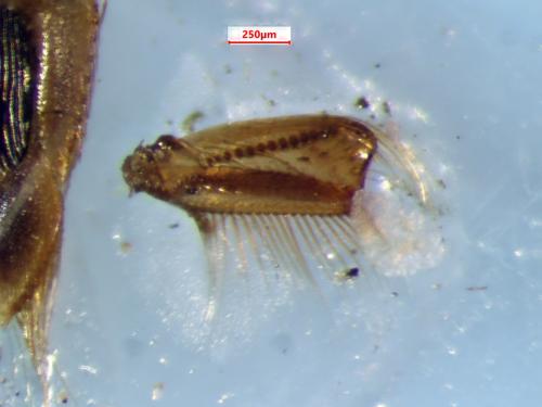 Hesperocorixa vulgaris