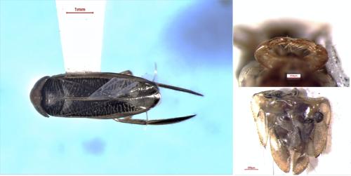 Sigara compressoidea