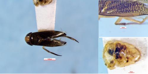 Trichocorixa sexcincta