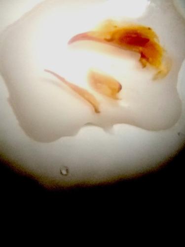 Calathus uniseriatus