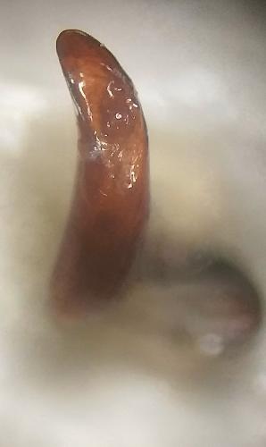 Pterostichus ehlersi