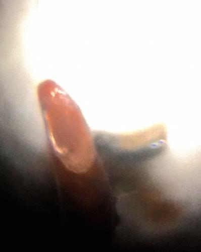 Pterostichus cantabricus