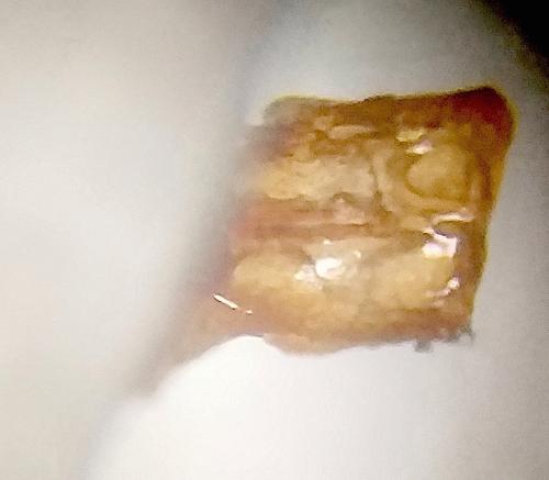 Gonioctena leprieuri