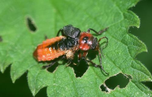 Cantharis rustica