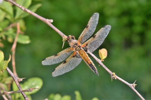 Libellula quadrimaculata