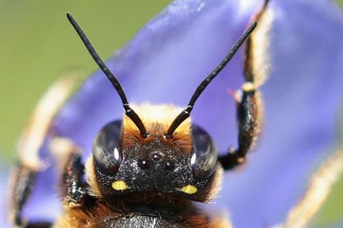 Anthidium septemspinosum