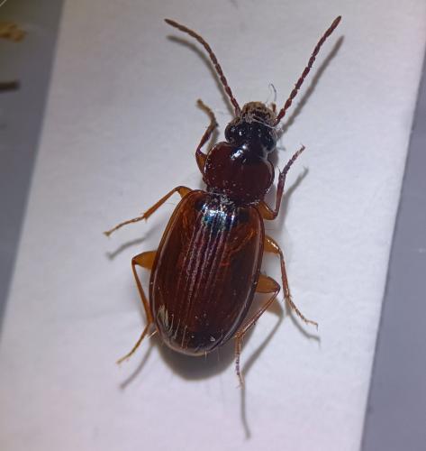 Trechus quadristriatus