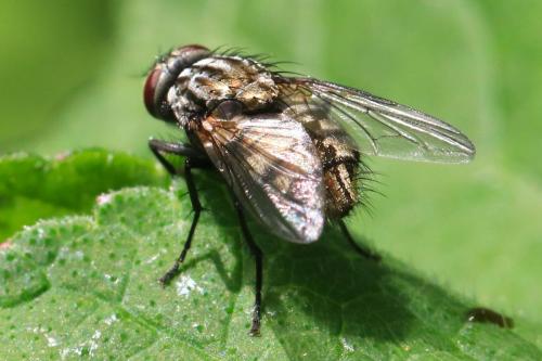 Dasyphora albofasciata