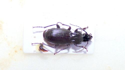 Pterostichus cantaber