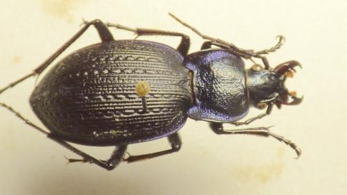 Carabus dufourii