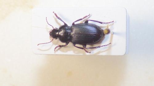 Harpalus ebenninus