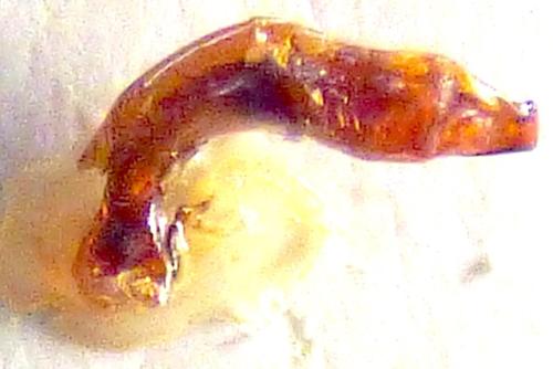 Pterostichus insidiator