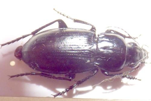 Poecilus laevigatus