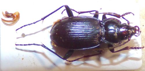 Nebria asturiensis