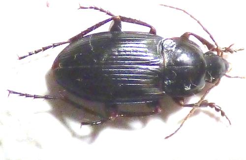 Calathus uniseriatus