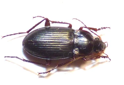 Calathus asturiensis