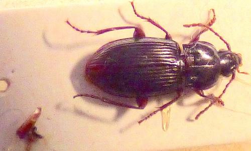 Pterostichus cantabricus