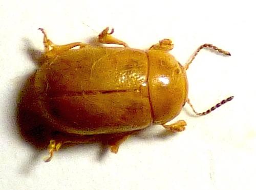 Gonioctena leprieuri