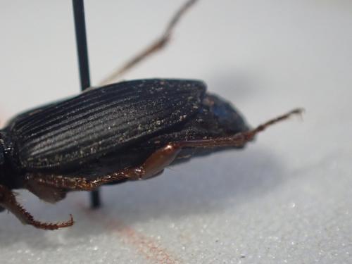 Anisodactylus binotatus