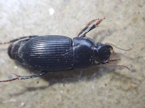 Réf. 366 043 : Harpalus tardus Réf. 366 043 : Harpalus tardus
