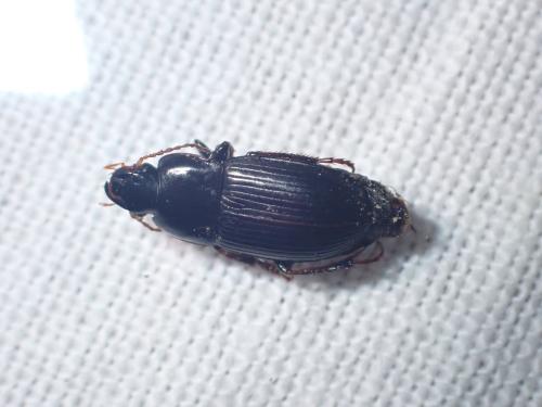Réf. 366 045 : Harpalus tardus Réf. 366 045 : Harpalus tardus