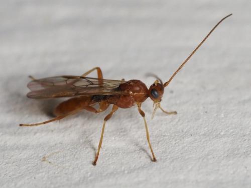 Réf. 366 380 : Aleiodes similis