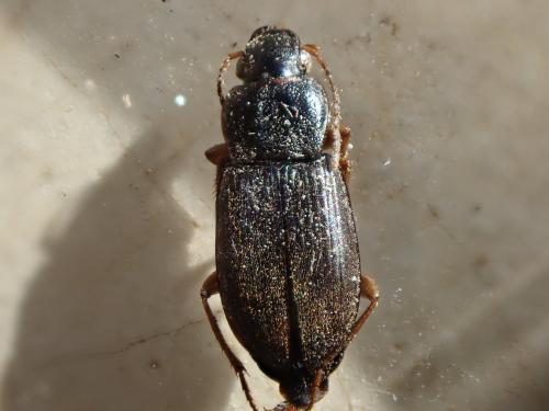 Parophonus maculicornis