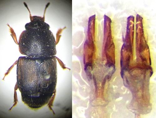 Carpophilus zeaphilus