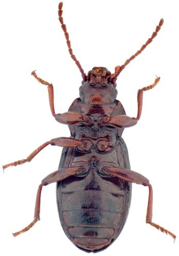 Stenohelops pyrenaeus