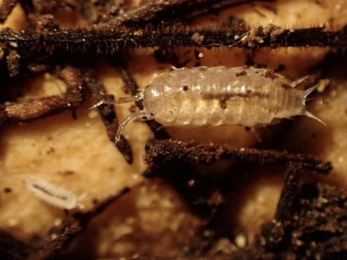 Trichoniscus biformatus