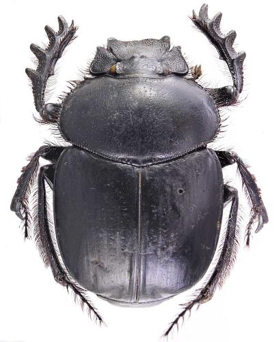 Scarabaeus sacer