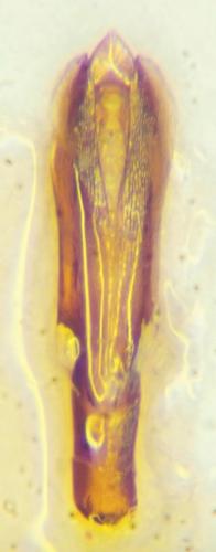 Aphanisticus distinctus