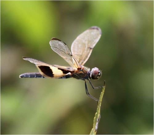 Rhyothemis variegata phyllis
