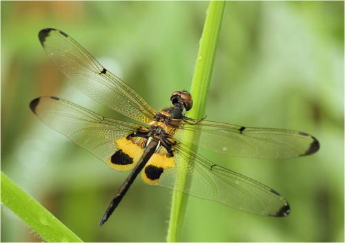 Rhyothemis variegata phyllis