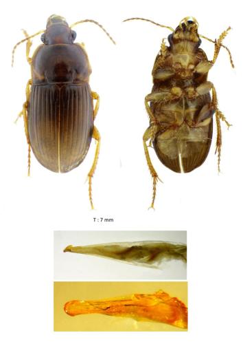 Harpalus anxius
