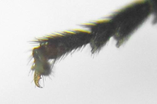 Pristiphora melanocarpa