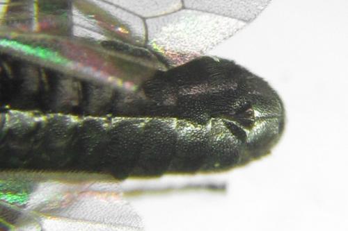 Pristiphora melanocarpa