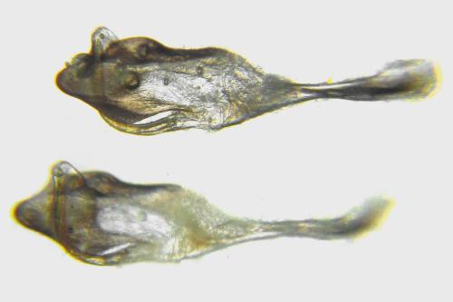 Pristiphora melanocarpa