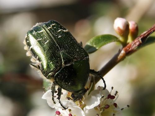 Cetonia aurata