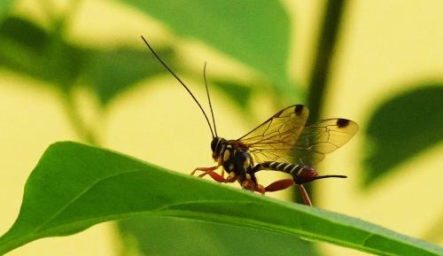 Echthromorpha agrestoria