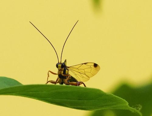 Echthromorpha agrestoria