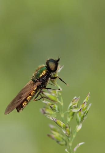 Chloromyia formosa