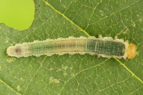 Nematinus fuscipennis