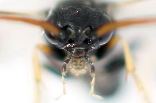 Pristiphora ruficornis