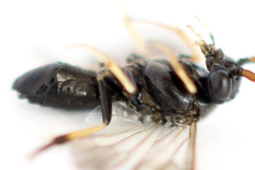 Pristiphora ruficornis