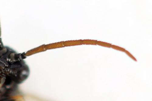 Pristiphora ruficornis