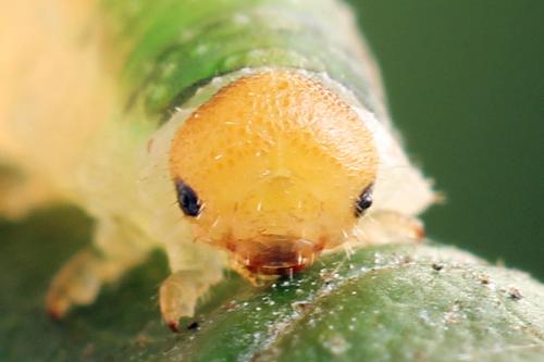 Nematinus fuscipennis