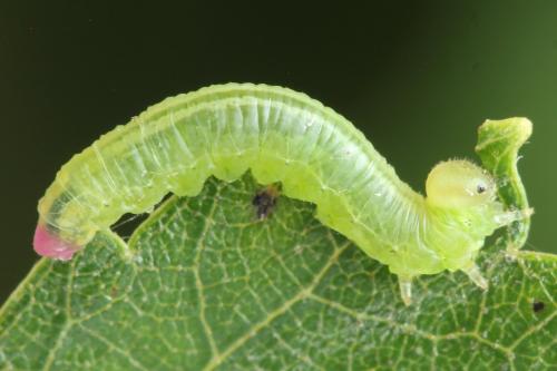 Pristiphora melanocarpa