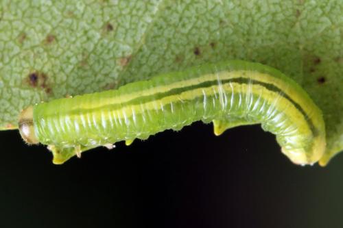Pristiphora melanocarpa